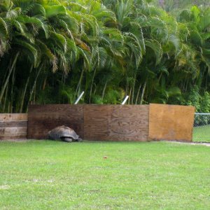 Aldabra Breeders