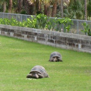Aldabra Breeders