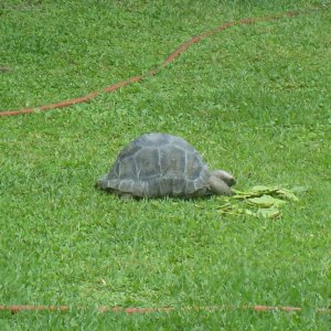 Aldabra Breeders