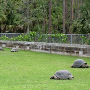 Aldabra Breeders