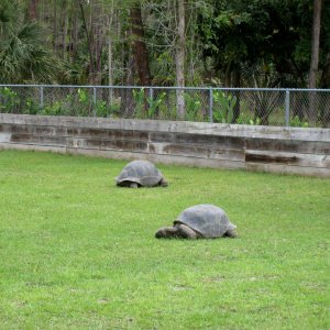 Aldabra Breeders