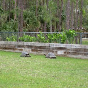 Aldabra Breeders