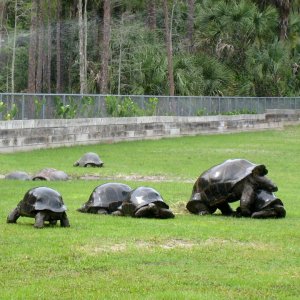 Aldabra Breeders