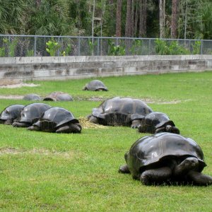 Aldabra Breeders