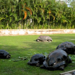 Aldabra Breeders