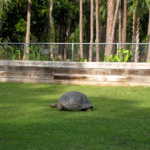 Aldabra Breeders