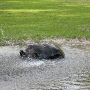 Aldabra Breeders