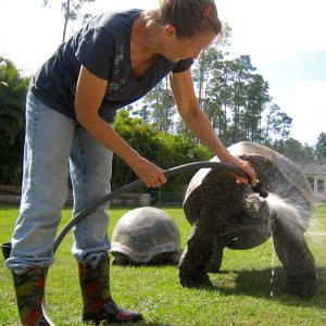 Aldabra Breeders