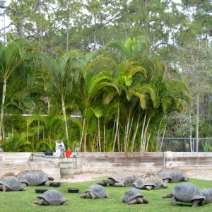 Aldabra Breeders