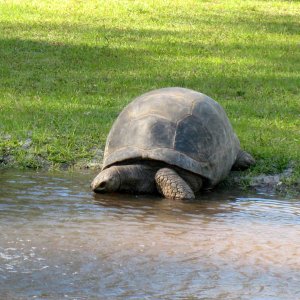 Aldabra Breeders