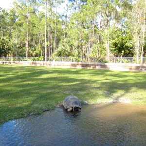 Aldabra Breeders