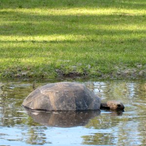 Aldabra Breeders