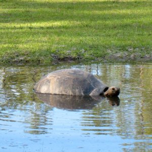 Aldabra Breeders