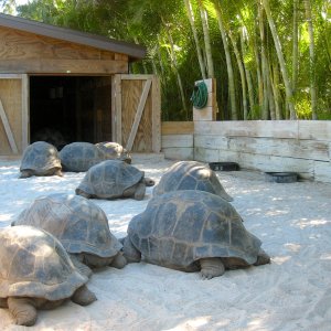 Aldabra Breeders