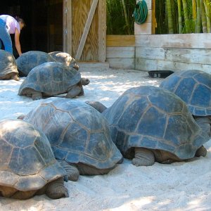 Aldabra Breeders