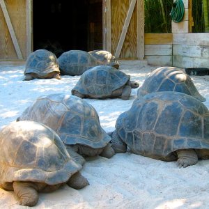 Aldabra Breeders