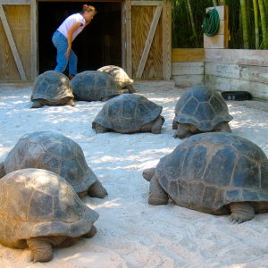 Aldabra Breeders