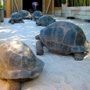 Aldabra Breeders
