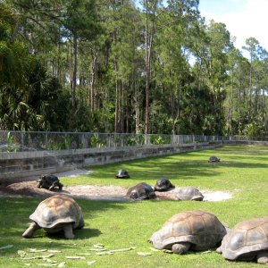 Aldabra Breeders