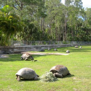 Aldabra Breeders