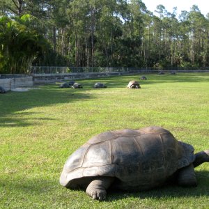 Aldabra Breeders