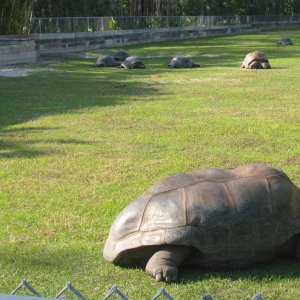 Aldabra Breeders