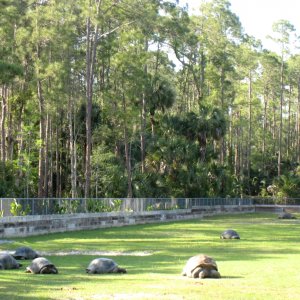 Aldabra Breeders