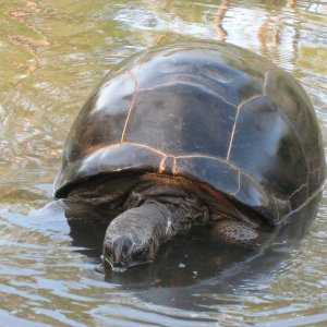 Aldabra Breeders
