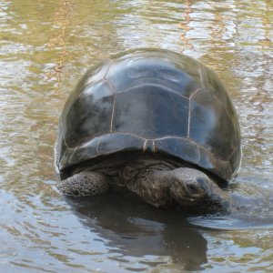 Aldabra Breeders