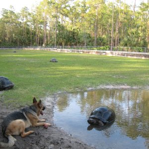Aldabra Breeders