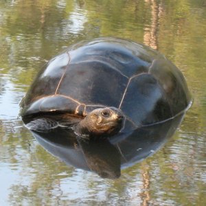 Aldabra Breeders