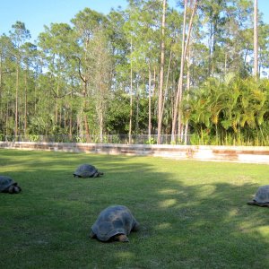 Aldabra Breeders