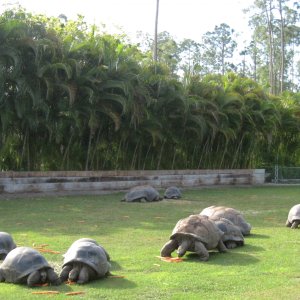 Aldabra Breeders