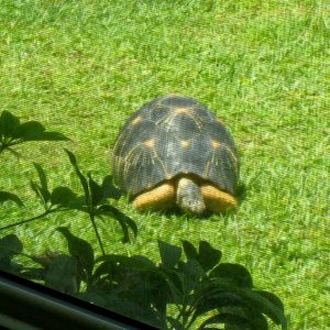 Aldabra Breeders