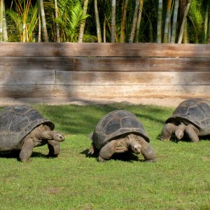 Aldabra Breeders