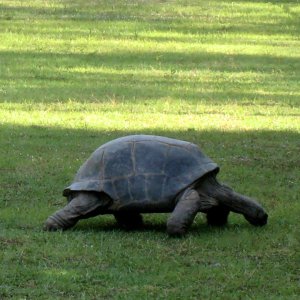 Aldabra Breeders