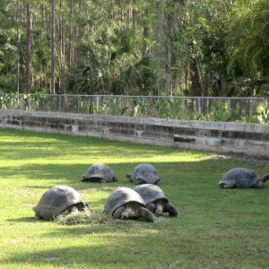 Aldabra Breeders