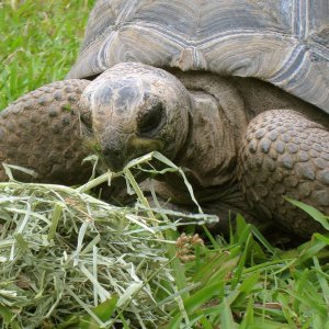 Aldabra Breeders
