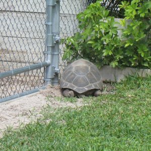 Aldabra Breeders