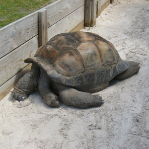 Aldabra Breeders