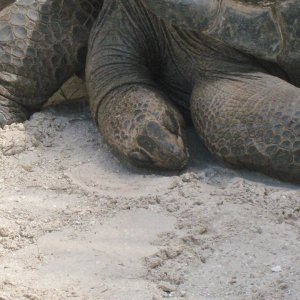 Aldabra Breeders