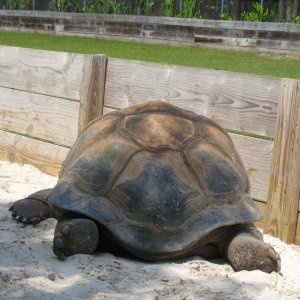 Aldabra Breeders