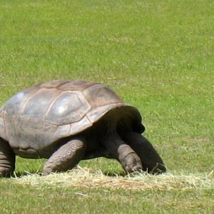 Aldabra Breeders