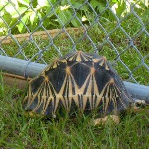 Aldabra Breeders