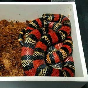 Milksnakes