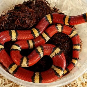 Milksnakes