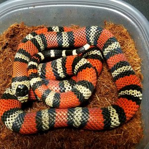 Milksnakes