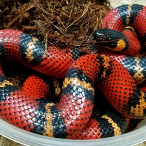 Milksnakes