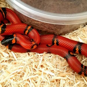 Milksnakes