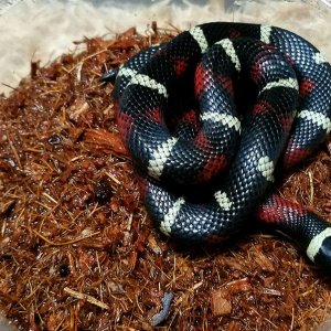 Milksnakes
